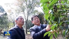 【党旗正在下层一线】刘树安：盘活林地资本打