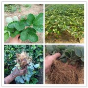 王草莓苗种植时间2025排名一览