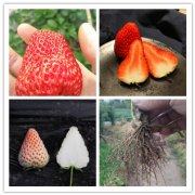 三亚海棠宁玉草莓苗种植时间2025排名