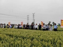 中国农科院展现我国耐盐碱做物育种攻关